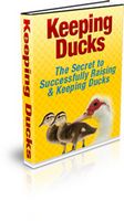 Keeping Ducks (PLR)