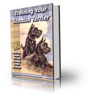Training Your Scottish Terrier